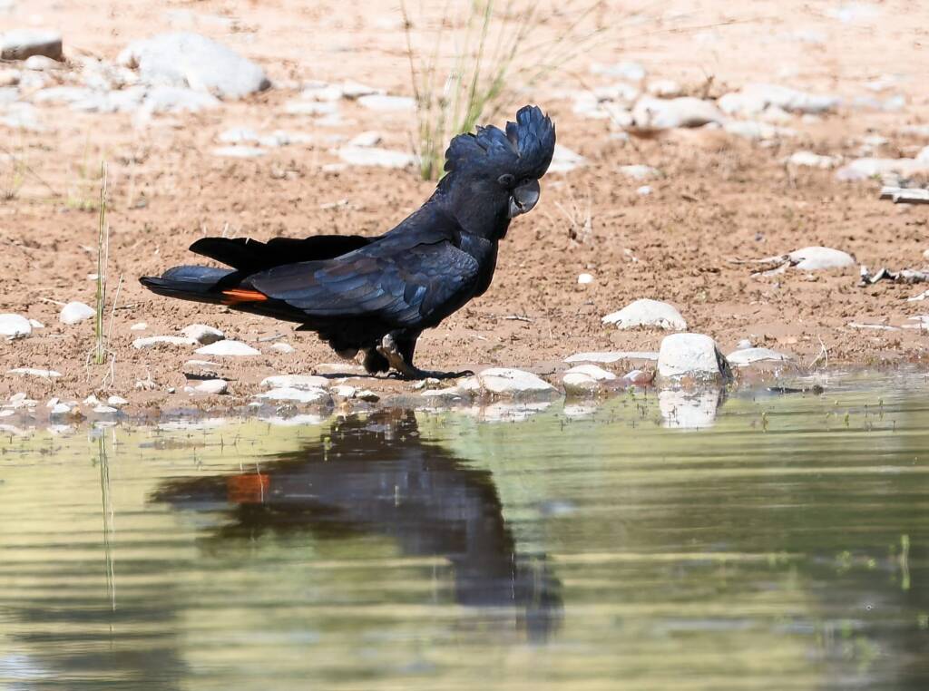 Red-tailed Black Cockatoo (Calyptorhynchus banksii), Owen Springs Reserve NT © Dorothy Latimer