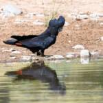 Red-tailed Black Cockatoo (Calyptorhynchus banksii), Owen Springs Reserve NT © Dorothy Latimer