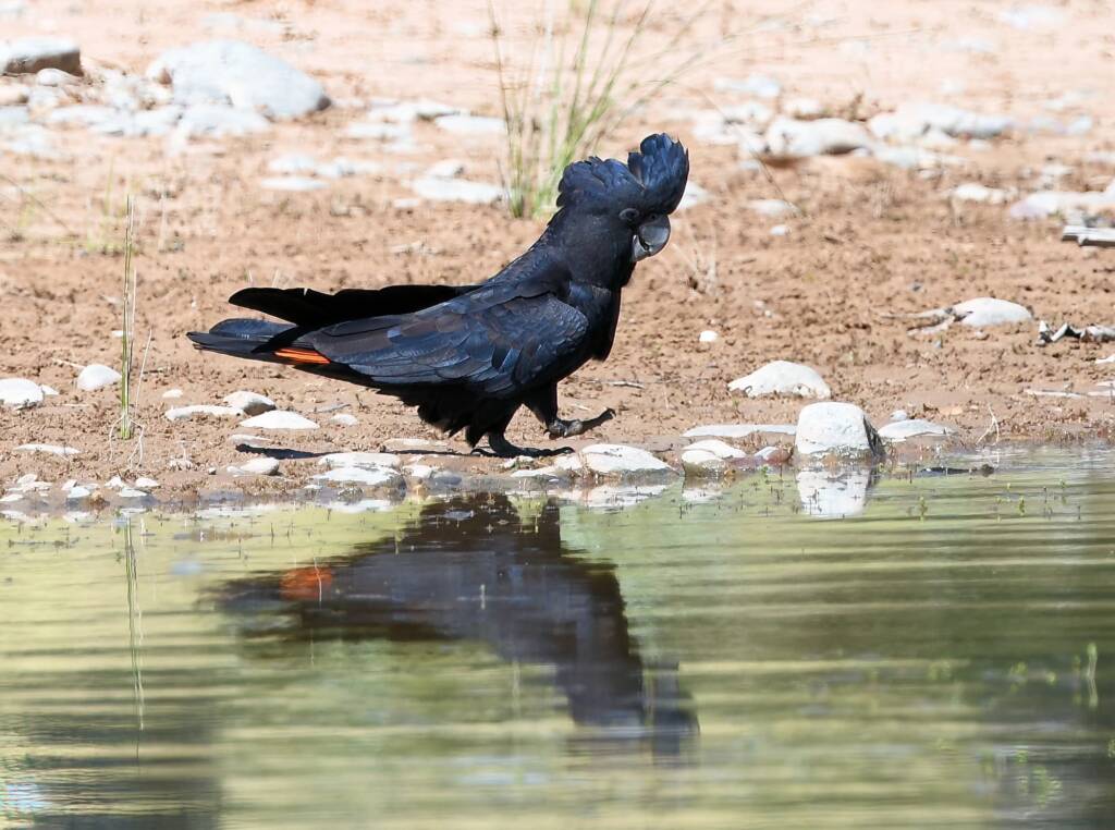 Red-tailed Black Cockatoo (Calyptorhynchus banksii), Owen Springs Reserve NT © Dorothy Latimer