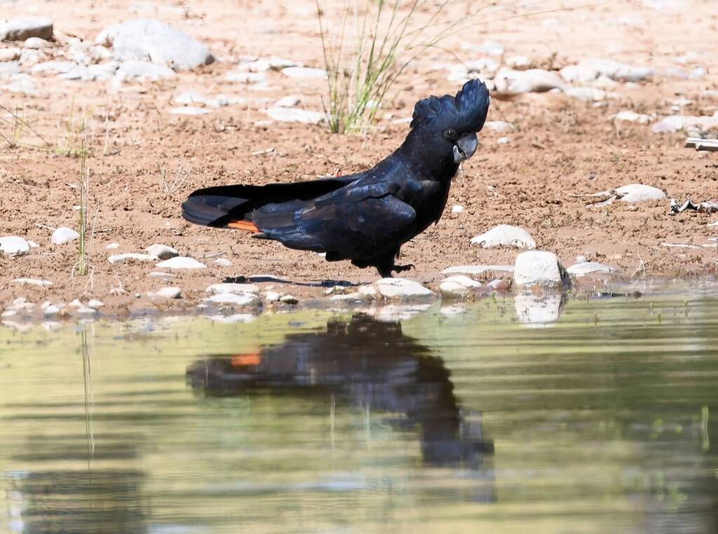Red-tailed Black Cockatoo (Calyptorhynchus banksii), Owen Springs Reserve NT © Dorothy Latimer