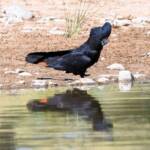 Red-tailed Black Cockatoo (Calyptorhynchus banksii), Owen Springs Reserve NT © Dorothy Latimer