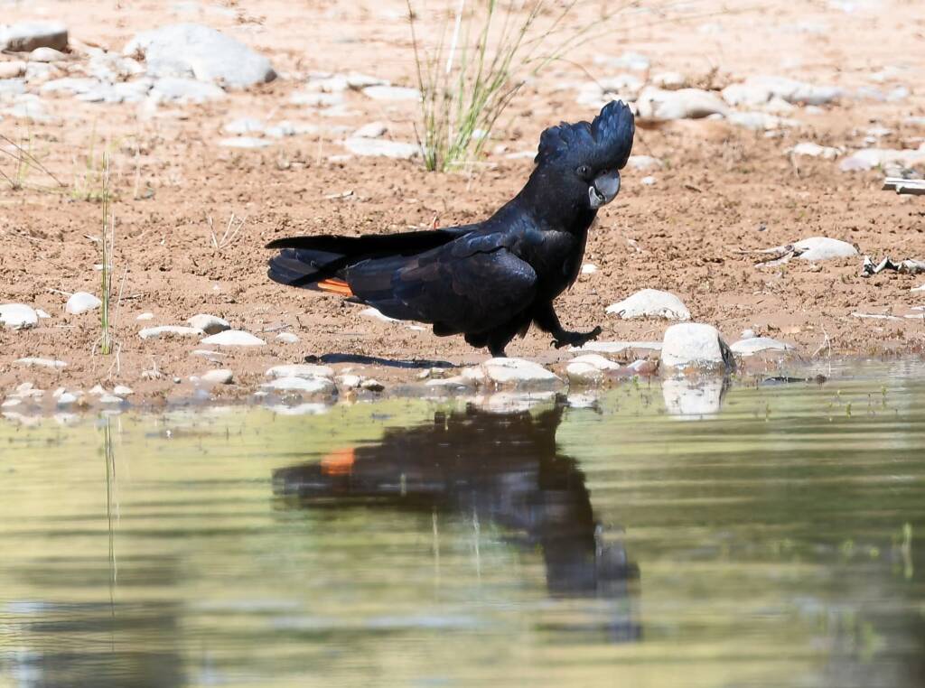Red-tailed Black Cockatoo (Calyptorhynchus banksii), Owen Springs Reserve NT © Dorothy Latimer