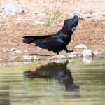 Red-tailed Black Cockatoo (Calyptorhynchus banksii), Owen Springs Reserve NT © Dorothy Latimer