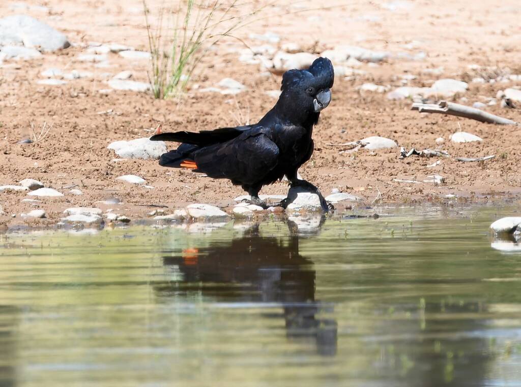 Red-tailed Black Cockatoo (Calyptorhynchus banksii), Owen Springs Reserve NT © Dorothy Latimer