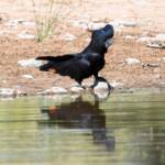 Red-tailed Black Cockatoo (Calyptorhynchus banksii), Owen Springs Reserve NT © Dorothy Latimer