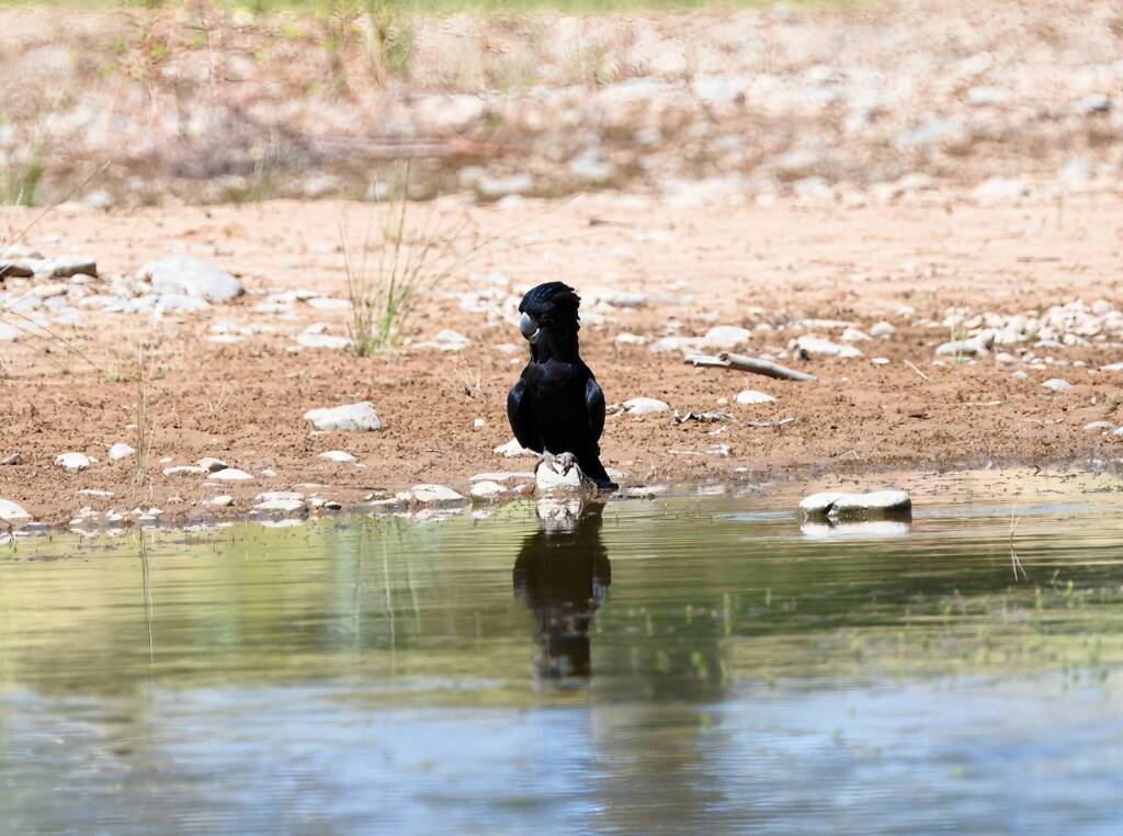 Red-tailed Black Cockatoo (Calyptorhynchus banksii), Owen Springs Reserve NT © Dorothy Latimer
