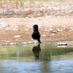 Red-tailed Black Cockatoo (Calyptorhynchus banksii), Owen Springs Reserve NT © Dorothy Latimer