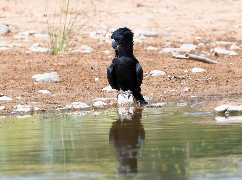 Red-tailed Black Cockatoo (Calyptorhynchus banksii), Owen Springs Reserve NT © Dorothy Latimer