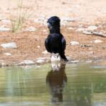 Red-tailed Black Cockatoo (Calyptorhynchus banksii), Owen Springs Reserve NT © Dorothy Latimer