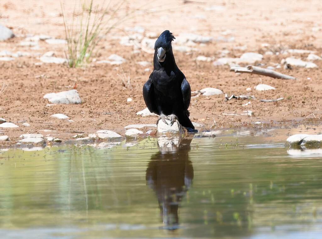 Red-tailed Black Cockatoo (Calyptorhynchus banksii), Owen Springs Reserve NT © Dorothy Latimer