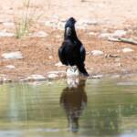 Red-tailed Black Cockatoo (Calyptorhynchus banksii), Owen Springs Reserve NT © Dorothy Latimer