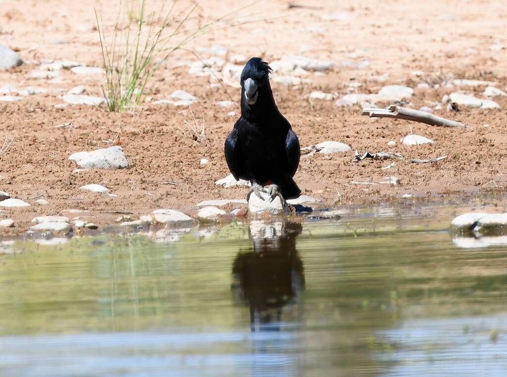 Red-tailed Black Cockatoo (Calyptorhynchus banksii), Owen Springs Reserve NT © Dorothy Latimer