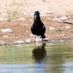 Red-tailed Black Cockatoo (Calyptorhynchus banksii), Owen Springs Reserve NT © Dorothy Latimer