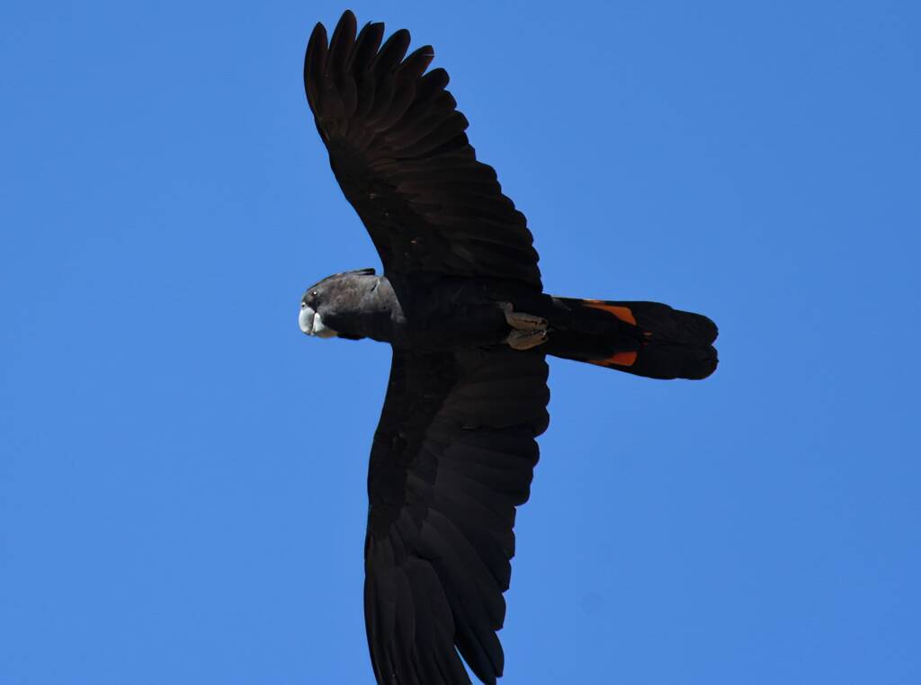 Red-tailed Black Cockatoo (Calyptorhynchus banksii), Owen Springs Reserve NT © Dorothy Latimer