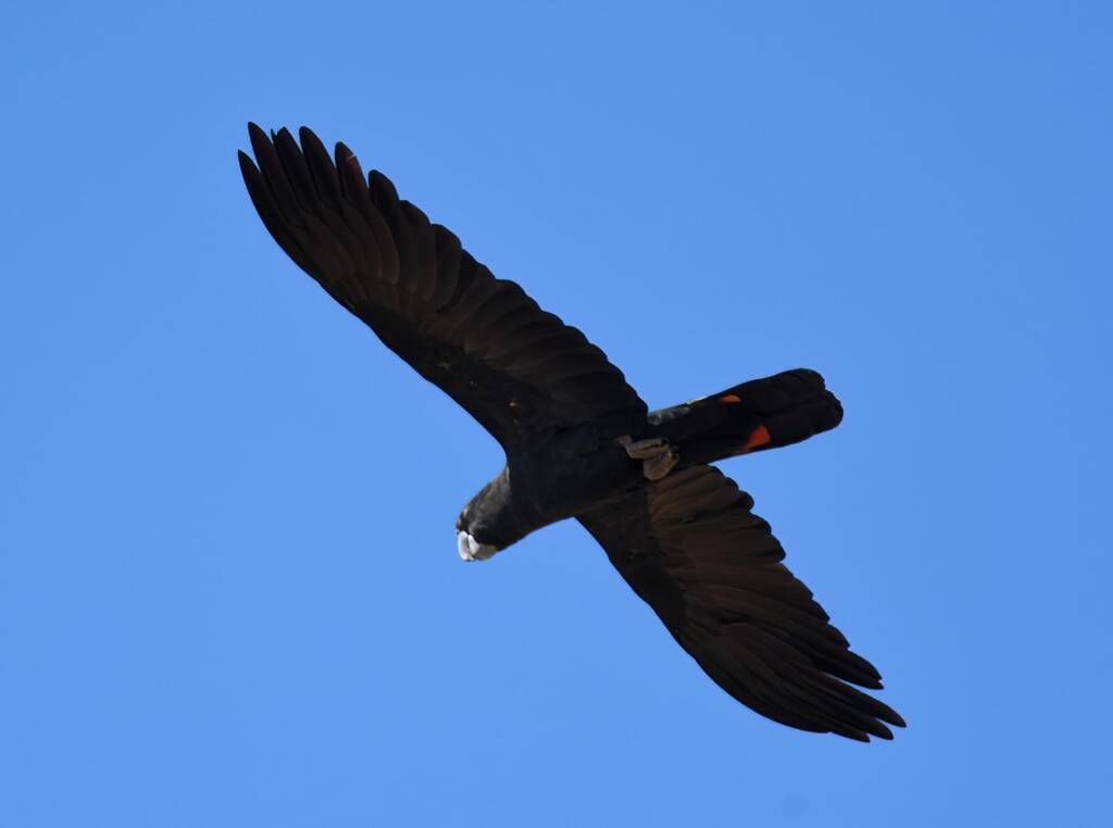 Red-tailed Black Cockatoo (Calyptorhynchus banksii), Owen Springs Reserve NT © Dorothy Latimer