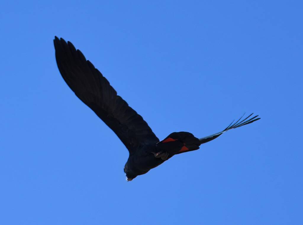 Red-tailed Black Cockatoo (Calyptorhynchus banksii), Owen Springs Reserve NT © Dorothy Latimer
