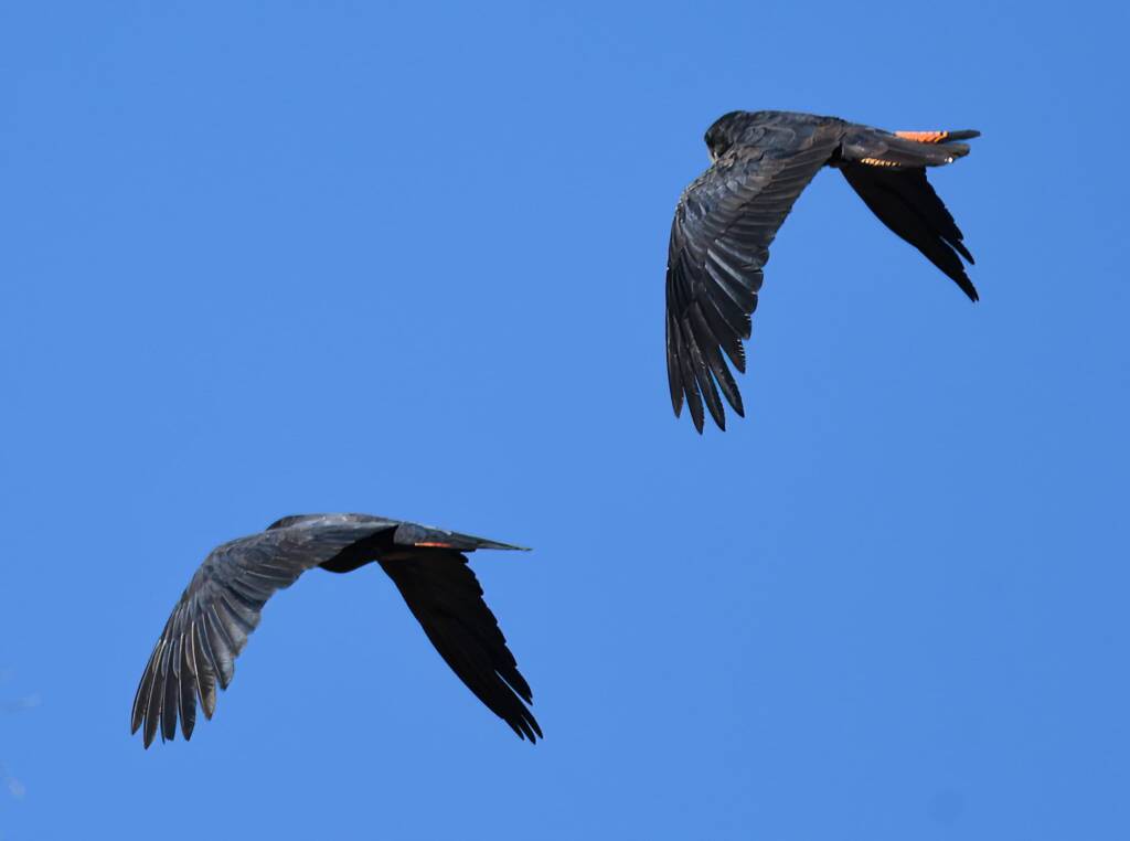 Red-tailed Black Cockatoo (Calyptorhynchus banksii), Owen Springs Reserve NT © Dorothy Latimer