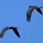 Red-tailed Black Cockatoo (Calyptorhynchus banksii), Owen Springs Reserve NT © Dorothy Latimer