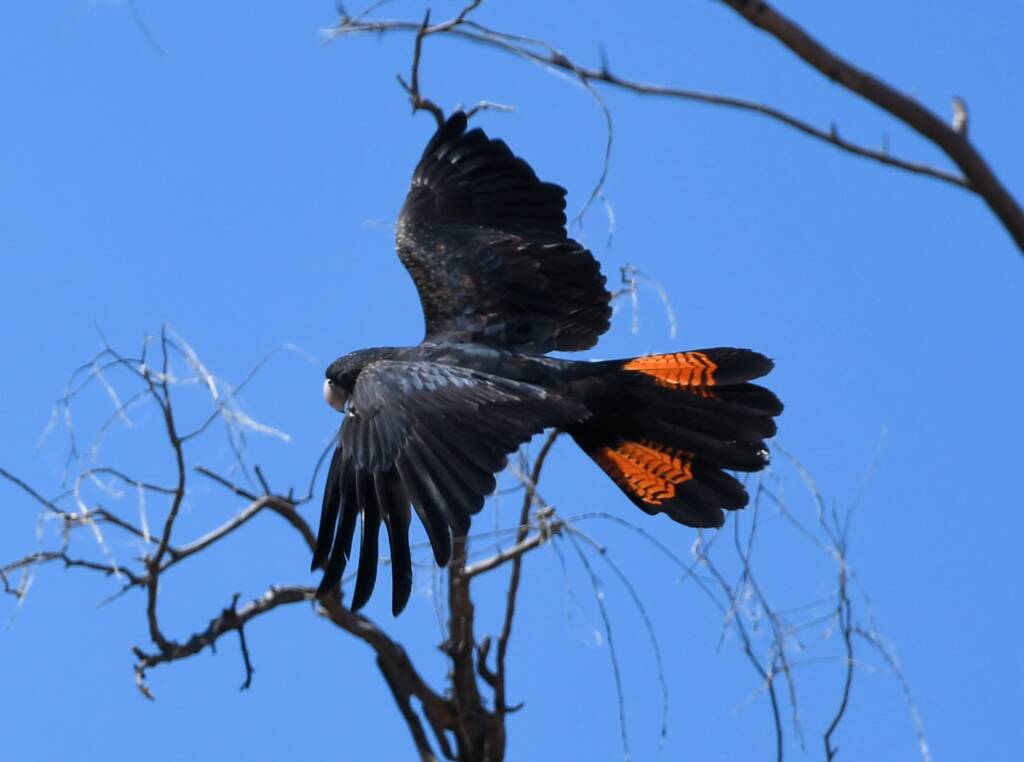 Red-tailed Black Cockatoo (Calyptorhynchus banksii), Owen Springs Reserve NT © Dorothy Latimer