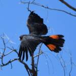 Red-tailed Black Cockatoo (Calyptorhynchus banksii), Owen Springs Reserve NT © Dorothy Latimer
