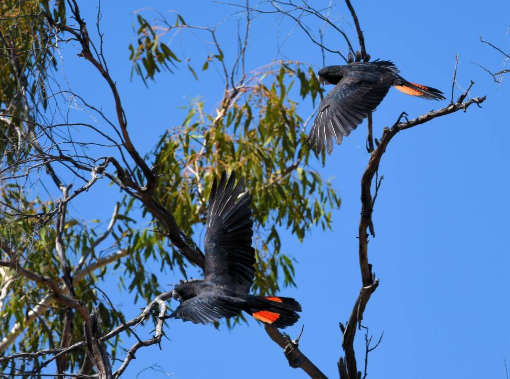 Red-tailed Black Cockatoo (Calyptorhynchus banksii), Owen Springs Reserve NT © Dorothy Latimer