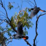 Red-tailed Black Cockatoo (Calyptorhynchus banksii), Owen Springs Reserve NT © Dorothy Latimer