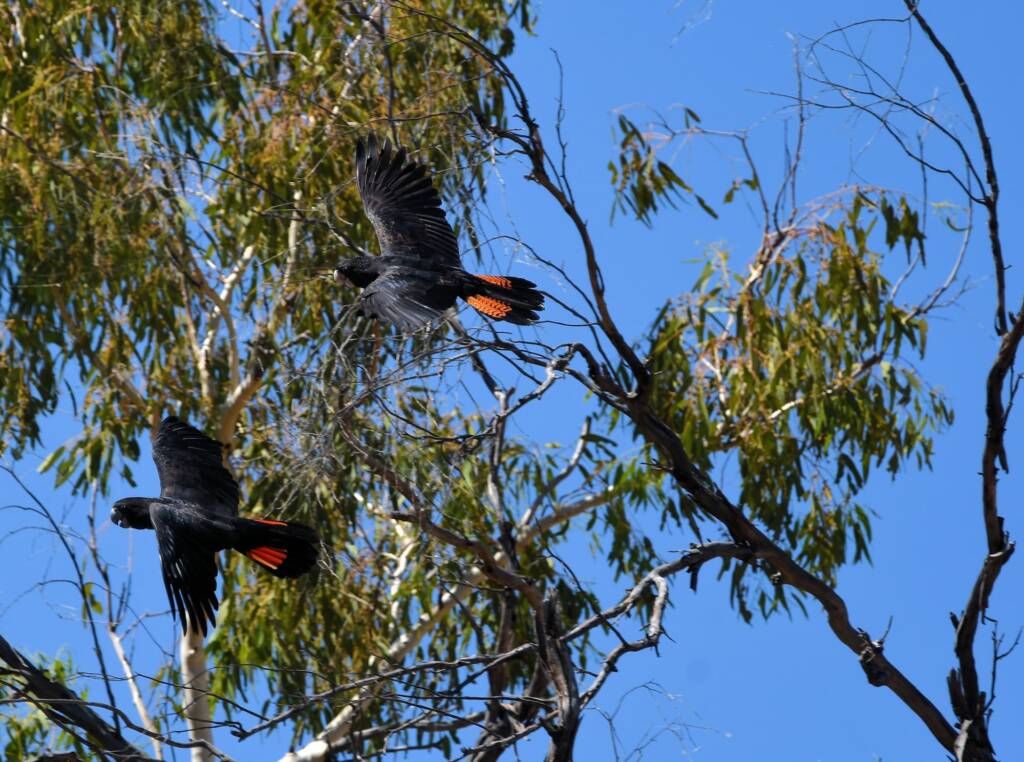Red-tailed Black Cockatoo (Calyptorhynchus banksii), Owen Springs Reserve NT © Dorothy Latimer