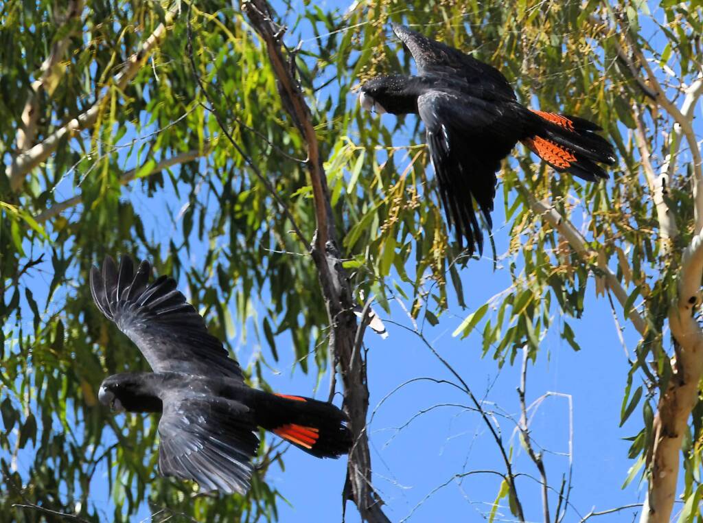 Red-tailed Black Cockatoo (Calyptorhynchus banksii), Owen Springs Reserve NT © Dorothy Latimer