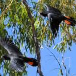 Red-tailed Black Cockatoo (Calyptorhynchus banksii), Owen Springs Reserve NT © Dorothy Latimer