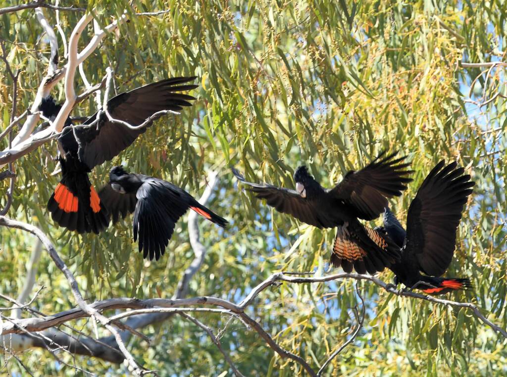 Red-tailed Black Cockatoo (Calyptorhynchus banksii), Owen Springs Reserve NT © Dorothy Latimer