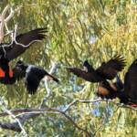 Red-tailed Black Cockatoo (Calyptorhynchus banksii), Owen Springs Reserve NT © Dorothy Latimer