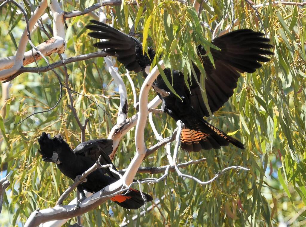 Red-tailed Black Cockatoo (Calyptorhynchus banksii), Owen Springs Reserve NT © Dorothy Latimer