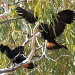 Red-tailed Black Cockatoo (Calyptorhynchus banksii), Owen Springs Reserve NT © Dorothy Latimer