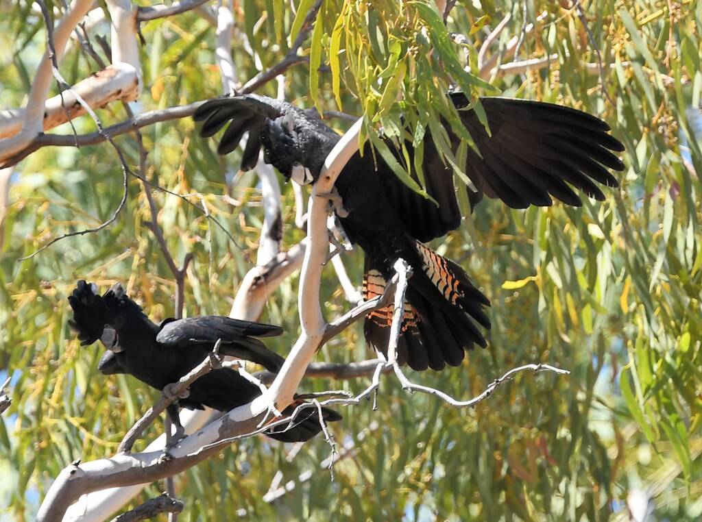 Red-tailed Black Cockatoo (Calyptorhynchus banksii), Owen Springs Reserve NT © Dorothy Latimer