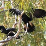 Red-tailed Black Cockatoo (Calyptorhynchus banksii), Owen Springs Reserve NT © Dorothy Latimer
