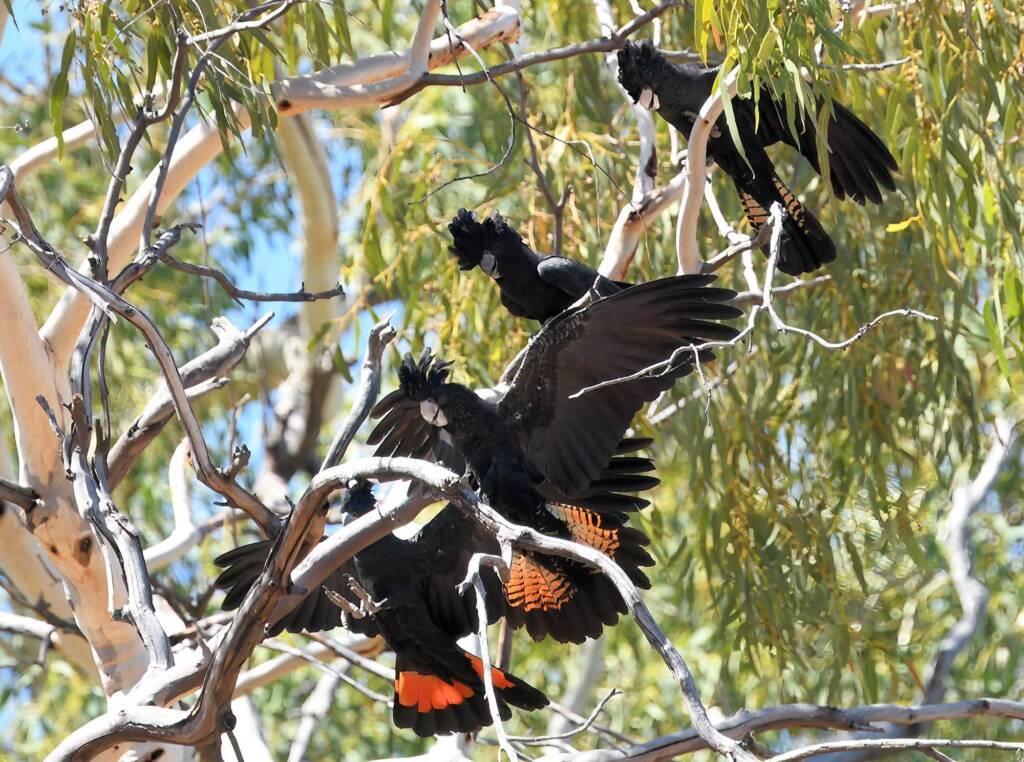Red-tailed Black Cockatoo (Calyptorhynchus banksii), Owen Springs Reserve NT © Dorothy Latimer