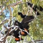 Red-tailed Black Cockatoo (Calyptorhynchus banksii), Owen Springs Reserve NT © Dorothy Latimer