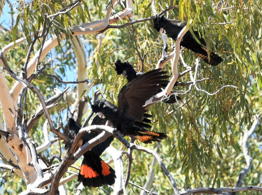 Red-tailed Black Cockatoo (Calyptorhynchus banksii), Owen Springs Reserve NT © Dorothy Latimer