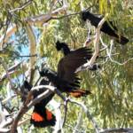 Red-tailed Black Cockatoo (Calyptorhynchus banksii), Owen Springs Reserve NT © Dorothy Latimer