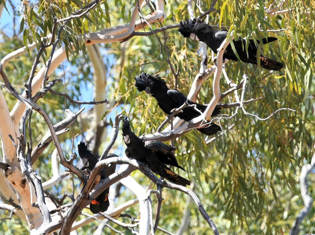 Red-tailed Black Cockatoo (Calyptorhynchus banksii), Owen Springs Reserve NT © Dorothy Latimer