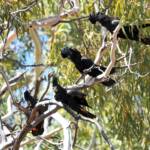 Red-tailed Black Cockatoo (Calyptorhynchus banksii), Owen Springs Reserve NT © Dorothy Latimer