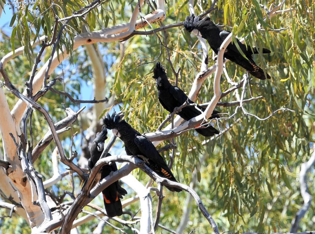 Red-tailed Black Cockatoo (Calyptorhynchus banksii), Owen Springs Reserve NT © Dorothy Latimer