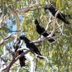 Red-tailed Black Cockatoo (Calyptorhynchus banksii), Owen Springs Reserve NT © Dorothy Latimer
