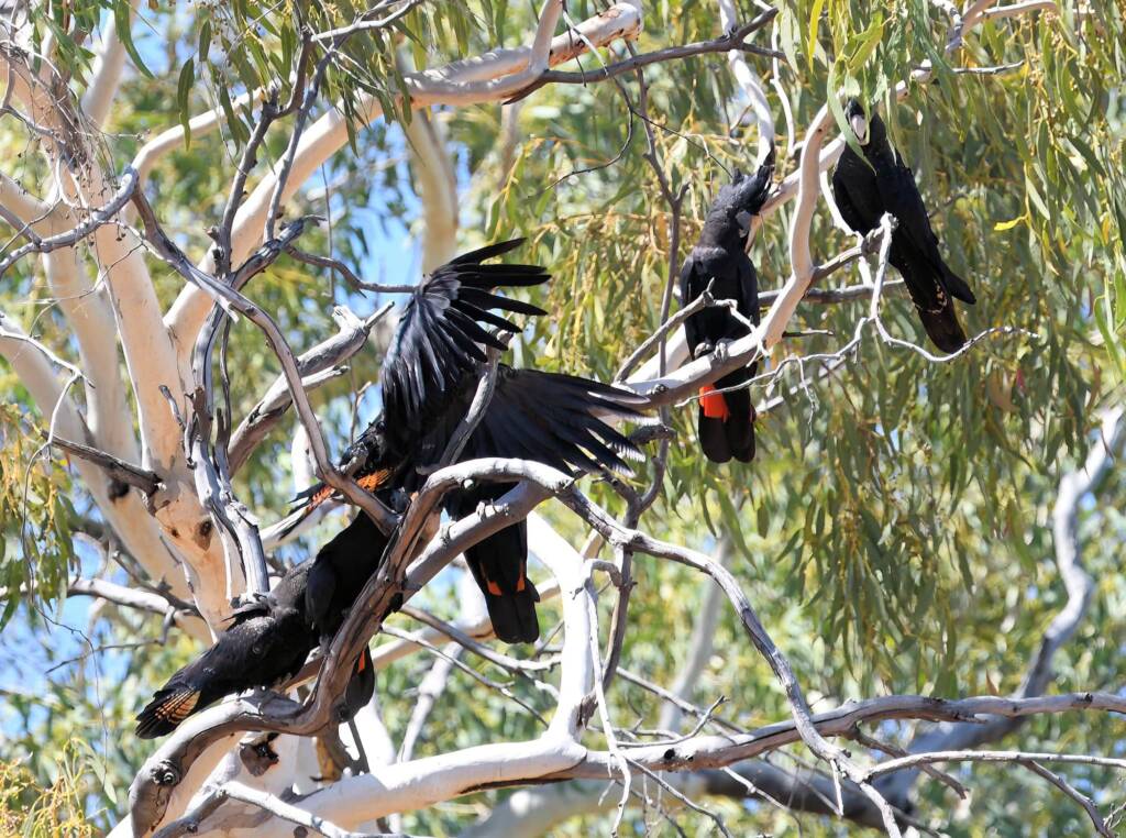 Red-tailed Black Cockatoo (Calyptorhynchus banksii), Owen Springs Reserve NT © Dorothy Latimer