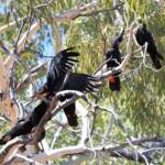 Red-tailed Black Cockatoo (Calyptorhynchus banksii), Owen Springs Reserve NT © Dorothy Latimer