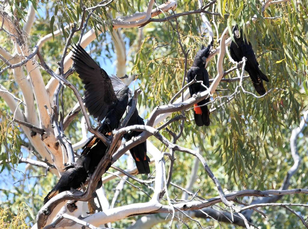 Red-tailed Black Cockatoo (Calyptorhynchus banksii), Owen Springs Reserve NT © Dorothy Latimer