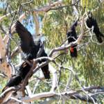 Red-tailed Black Cockatoo (Calyptorhynchus banksii), Owen Springs Reserve NT © Dorothy Latimer