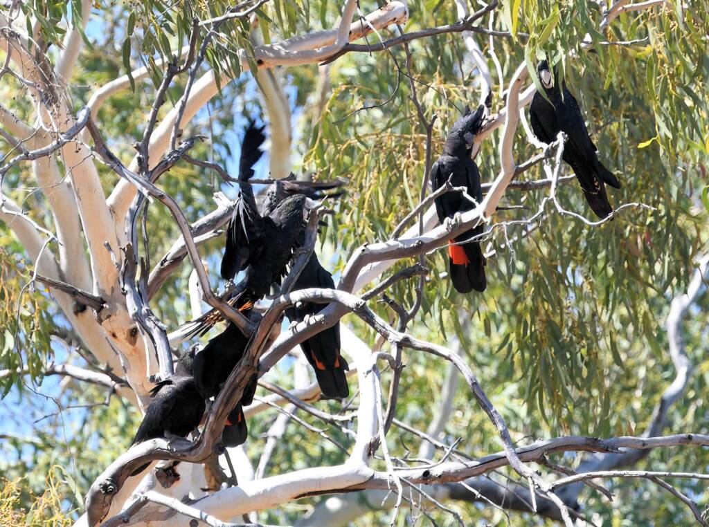 Red-tailed Black Cockatoo (Calyptorhynchus banksii), Owen Springs Reserve NT © Dorothy Latimer