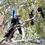 Red-tailed Black Cockatoo (Calyptorhynchus banksii), Owen Springs Reserve NT © Dorothy Latimer