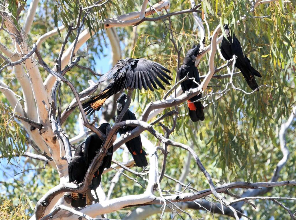 Red-tailed Black Cockatoo (Calyptorhynchus banksii), Owen Springs Reserve NT © Dorothy Latimer